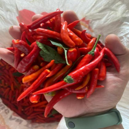 Fresh Red Chilli, Hot Chili, Red Chili Pepper, Chili Pepper ,Cumin powder, Natural Cumin powder, Organic Cumin powder best