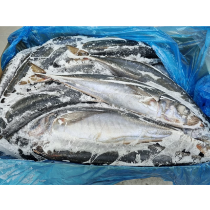 Frozen Horse Mackerel High Quality Horse Mackerel Whole Round