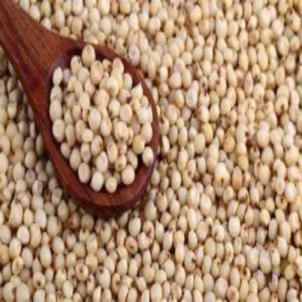 RED SORGHUM, YELLOW SORGHUM, WHITE SORGHUM A