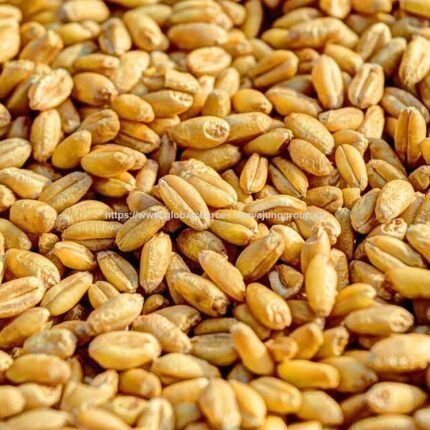 Natural Wheat Grains With Rich Nutrients And Premium Quality Wheat Grains 98% Pure Organic Product For Export