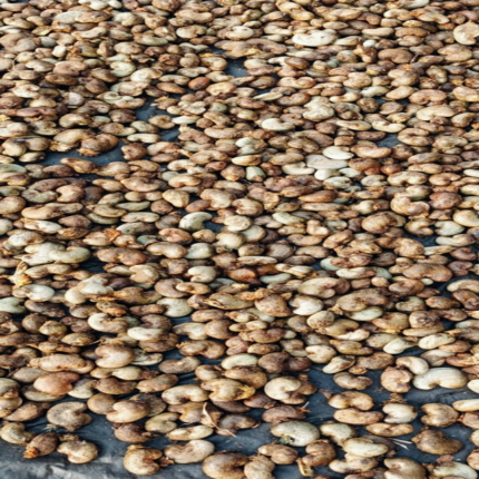 Processed Organic Cashew Nuts (All Types) + Cashew Nuts 51% Quality Bulk Processed Food Roasting Export