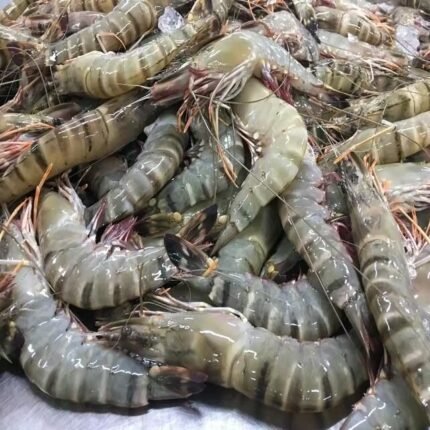 Hot Sale High Quality New Product Seafood Frozen Shrimp Frozen Black Tiger Shrimps for Bulk for Sale
