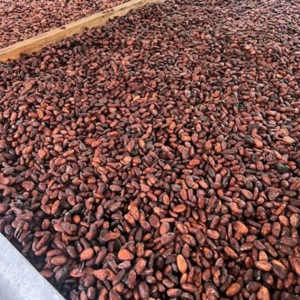 Cocoa Beans Certified Organic Ready for Export