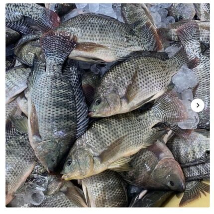 Wholesale Black Tilapia Fish Fresh Frozen High Quality / Top Export Grade Black Tilapia Frozen Fish available