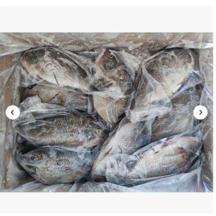 Wholesale Black Tilapia Fish Fresh Frozen High Quality / Top Export Grade Black Tilapia Frozen Fish available for sale