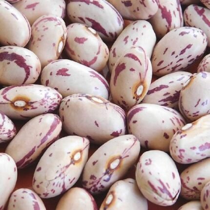 Bulk Buy Speckled Kidney Beans Highly Nutritive Export Grade / 100% Organic Speckled Kidney Bean Top Quality for Export