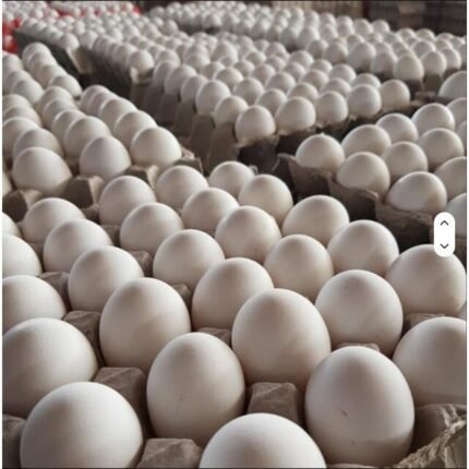 Organic NEW Brand White and brown Fresh Chicken Table Eggs PT Origin High Protein High-quality 70g 1312 MOQ Bulk