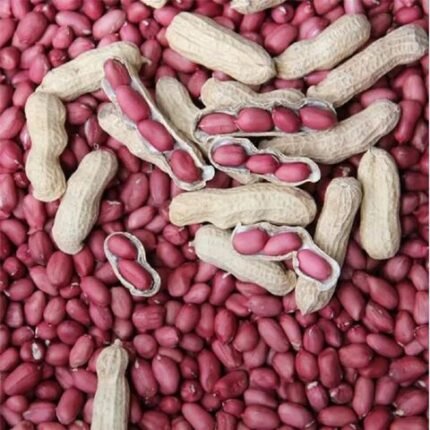 Top Grade Red Peanuts Good Price Ready For Export / Organic Red Peanuts with Free Shipping for Sale