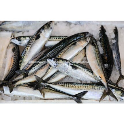 Omega-3 Rich Mackerel Fillets in Brine, Sustainably Sourced, 18-Month Shelf Life